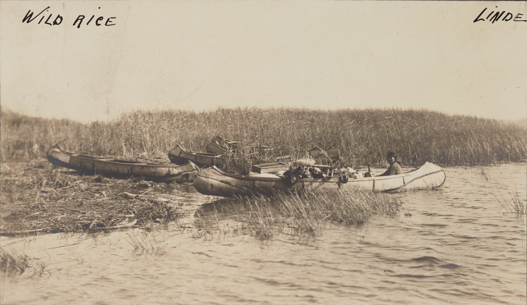 Native American woman or man in canoe next to four empty canoes parked in wild rice grasses.