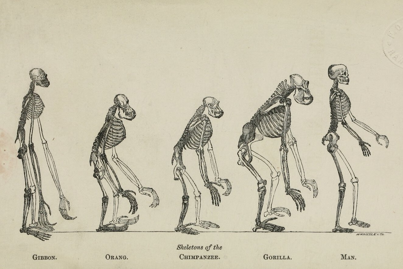 A series of upright skeletons (left to right) of a gibbon, orangutan, chimpanzee, gorilla, and man.